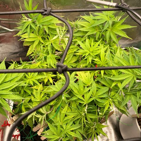 Northern lights #10 growlog timeline photo