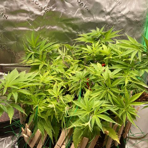 Northern lights #10 growlog timeline photo