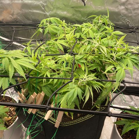 Northern lights #10 growlog timeline photo