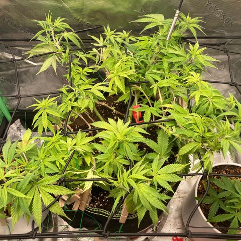 Northern lights #10 growlog timeline photo