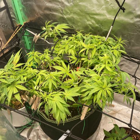 Northern lights #10 growlog timeline photo