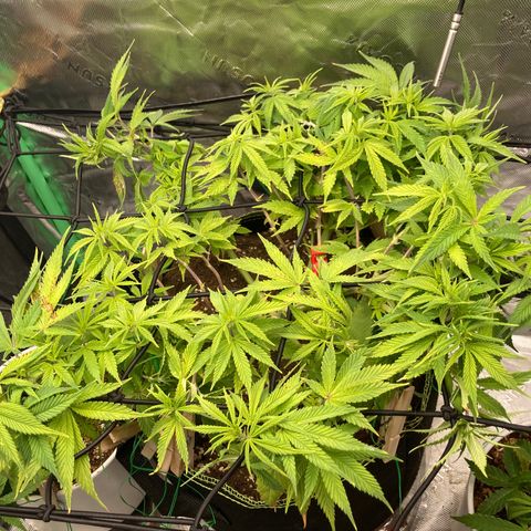 Northern lights #10 growlog timeline photo