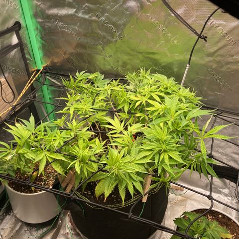 Northern lights #10 growlog timeline photo
