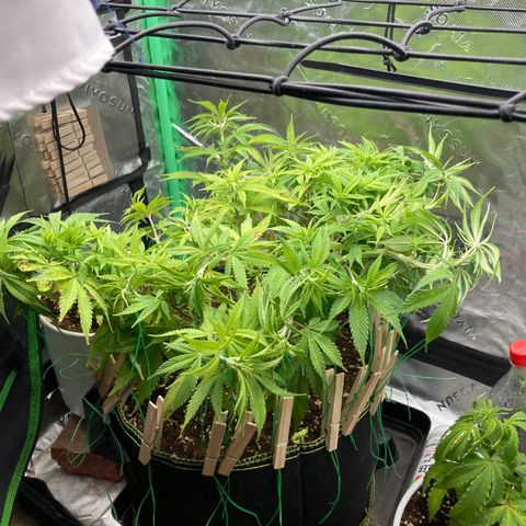 Northern lights #10 growlog timeline photo