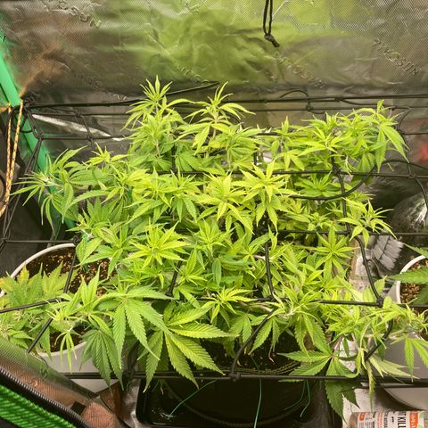 Northern lights #10 growlog timeline photo