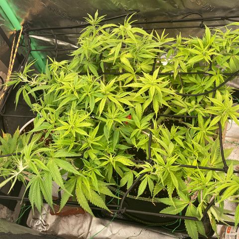 Northern lights #10 growlog timeline photo