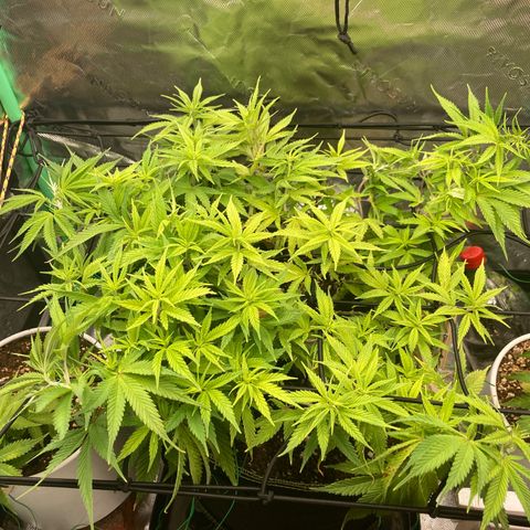 Northern lights #10 growlog timeline photo