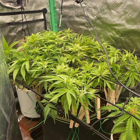 Northern lights #10 growlog timeline photo