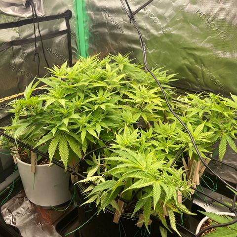 Northern lights #10 growlog timeline photo