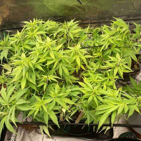 Northern lights #10 growlog timeline photo