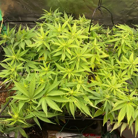 Northern lights #10 growlog timeline photo