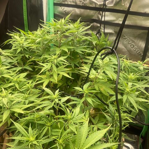 Northern lights #10 growlog timeline photo