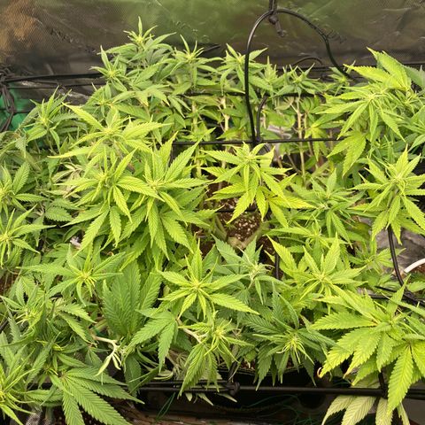 Northern lights #10 growlog timeline photo