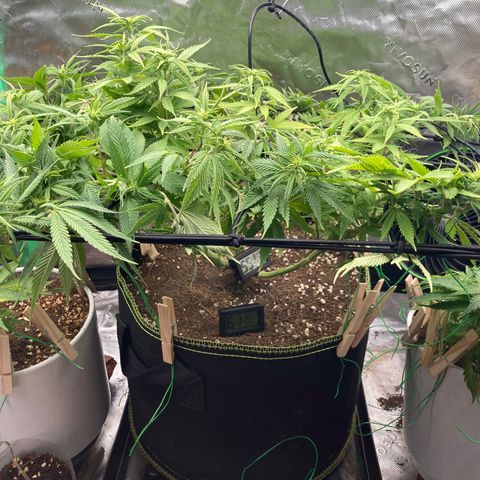 Northern lights #10 growlog timeline photo
