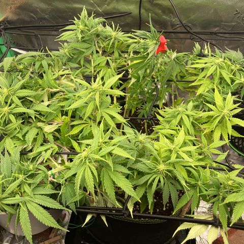 Northern lights #10 growlog timeline photo
