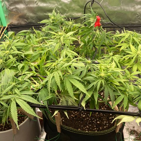 Northern lights #10 growlog timeline photo