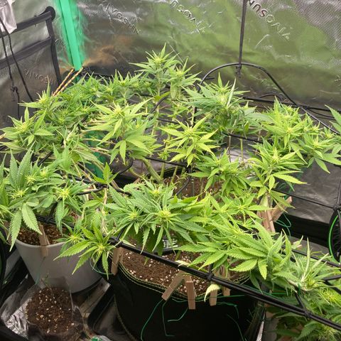 Northern lights #10 growlog timeline photo