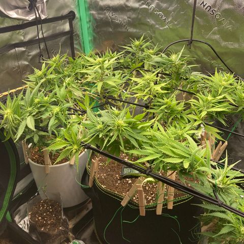 Northern lights #10 growlog timeline photo