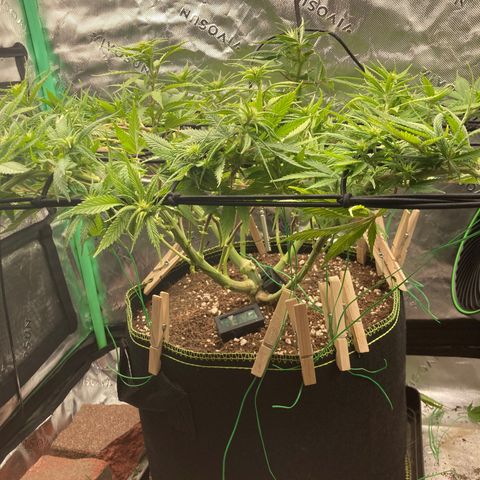 Northern lights #10 growlog timeline photo