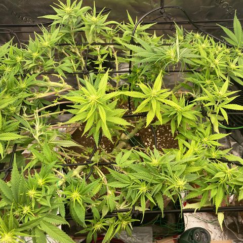 Northern lights #10 growlog timeline photo