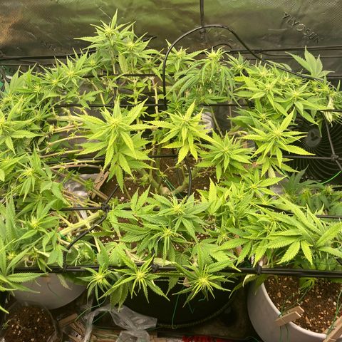 Northern lights #10 growlog timeline photo