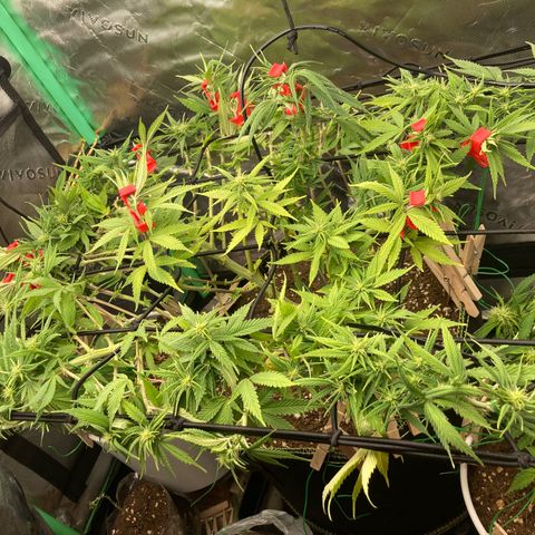 Northern lights #10 growlog timeline photo