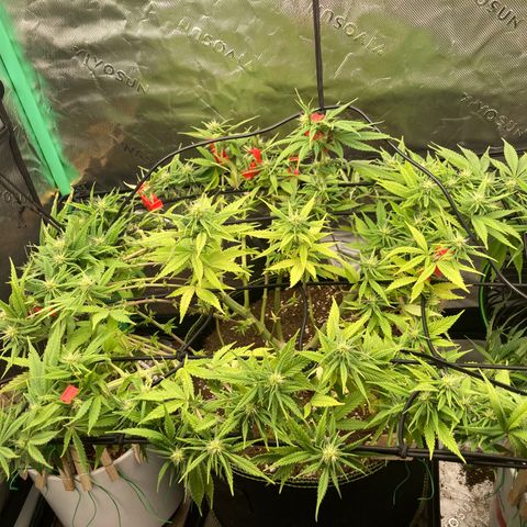 Northern lights #10 growlog timeline photo