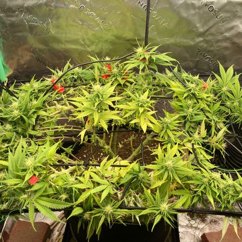 Northern lights #10 growlog timeline photo