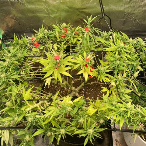 Northern lights #10 growlog timeline photo