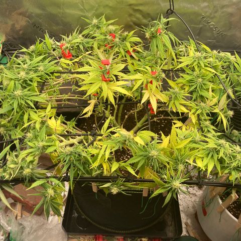 Northern lights #10 growlog timeline photo