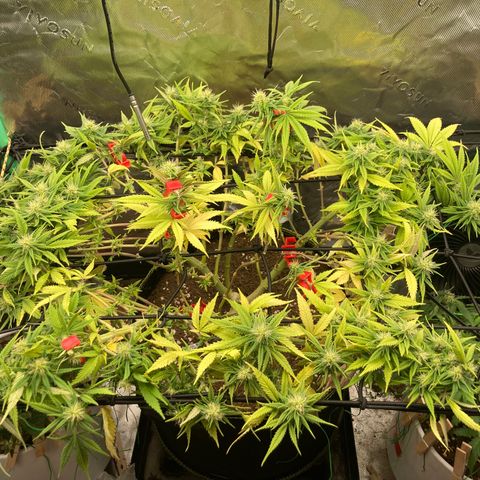 Northern lights #10 growlog timeline photo