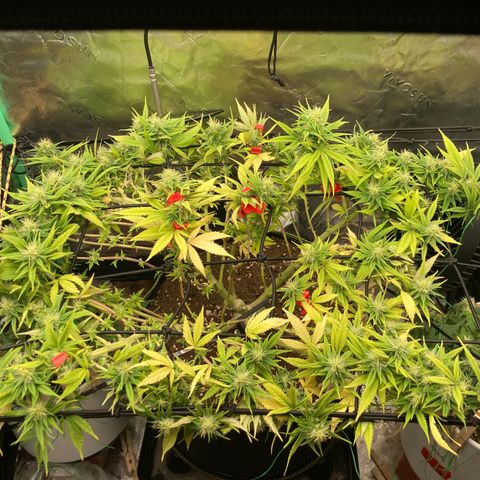 Northern lights #10 growlog timeline photo
