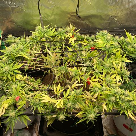 Northern lights #10 growlog timeline photo