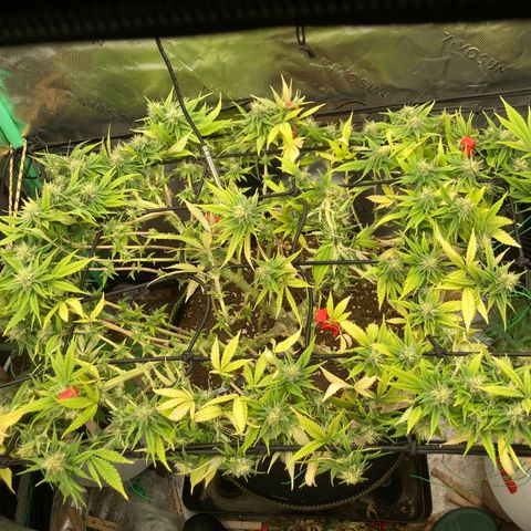 Northern lights #10 growlog timeline photo
