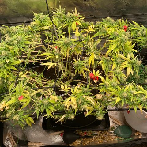 Northern lights #10 growlog timeline photo