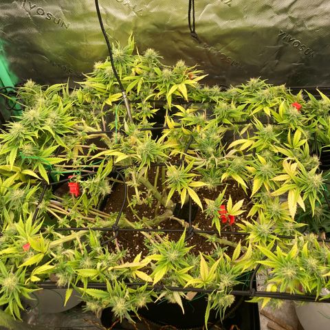 Northern lights #10 growlog timeline photo