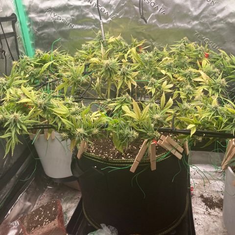 Northern lights #10 growlog timeline photo