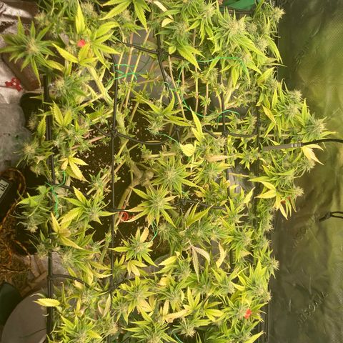 Northern lights #10 growlog timeline photo