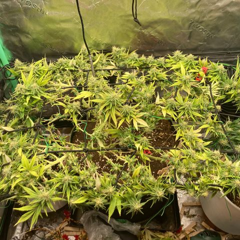 Northern lights #10 growlog timeline photo