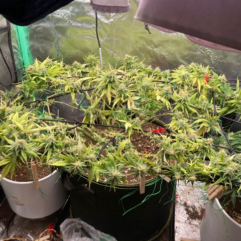 Northern lights #10 growlog timeline photo