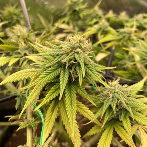 Northern lights #10 growlog timeline photo