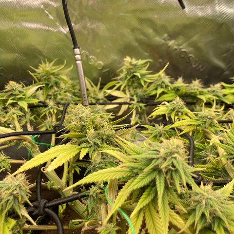 Northern lights #10 growlog timeline photo