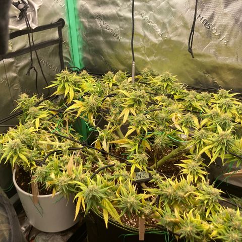 Northern lights #10 growlog timeline photo