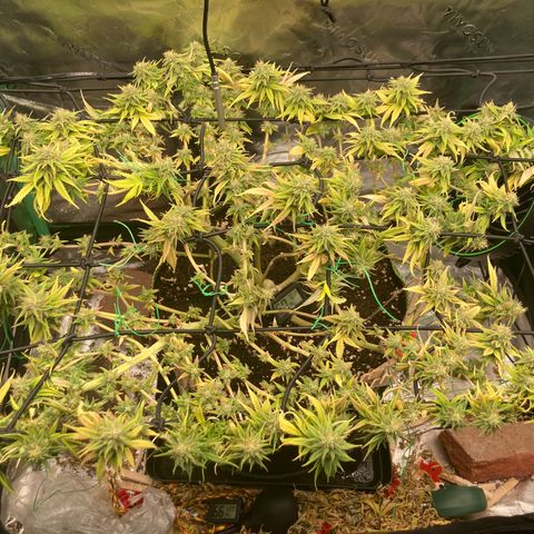 Northern lights #10 growlog timeline photo