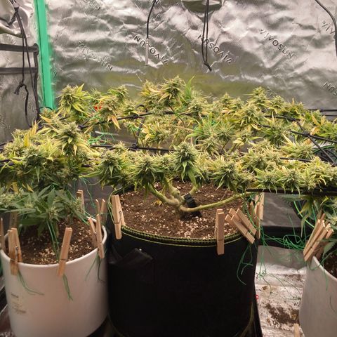 Northern lights #10 growlog timeline photo