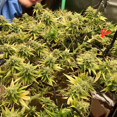 Northern lights #10 growlog timeline photo