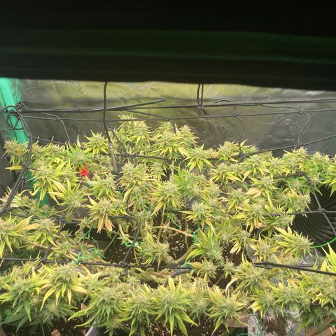 Northern lights #10 growlog timeline photo