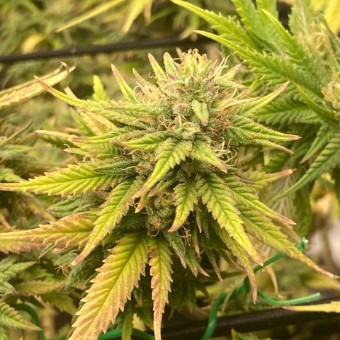 Northern lights #10 growlog timeline photo