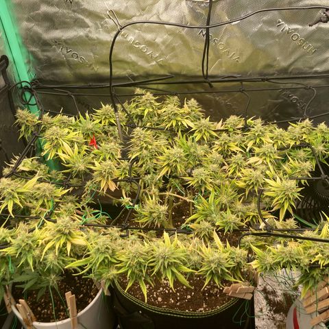 Northern lights #10 growlog timeline photo