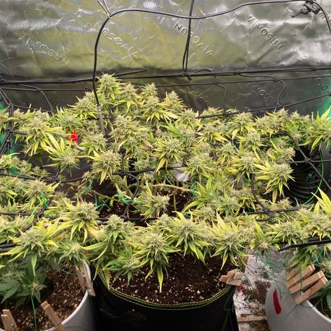 Northern lights #10 growlog timeline photo